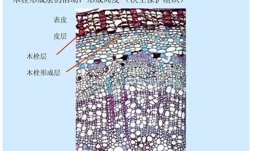 西洋参的功效跟禁忌网- 西洋参液的功效与作用知识,分享西洋参粉的功效与作用